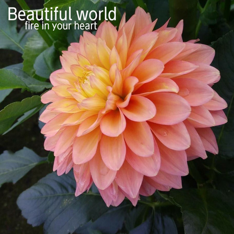 my grace  SWAROVSKI CRYSTAL