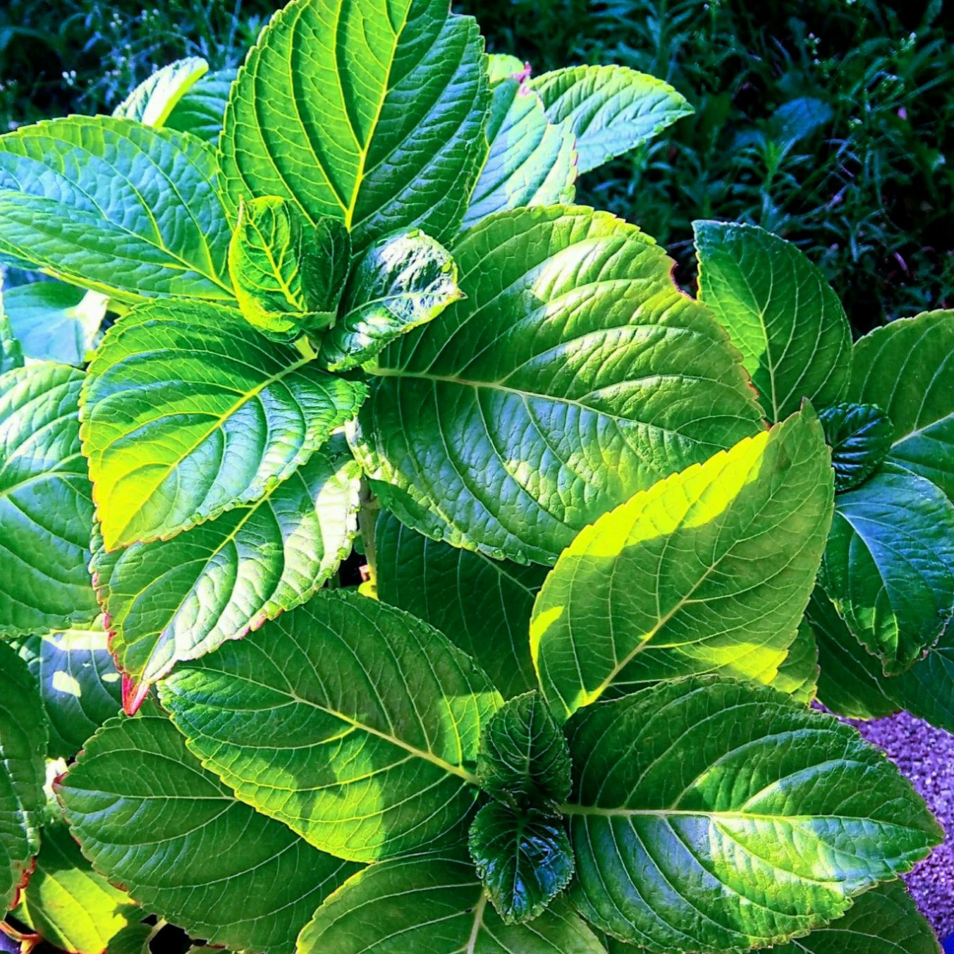 my grace  SWAROVSKI CRYSTAL