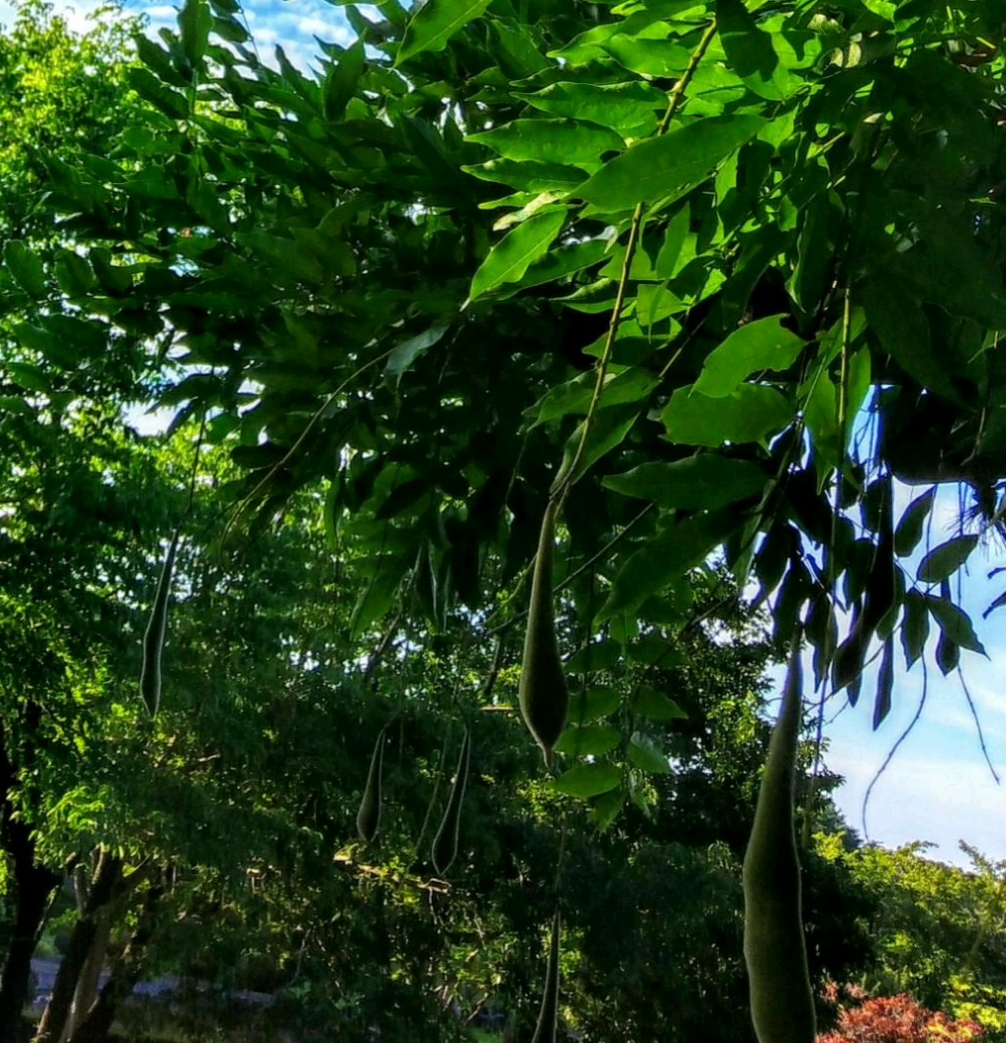 my grace  SWAROVSKI CRYSTAL