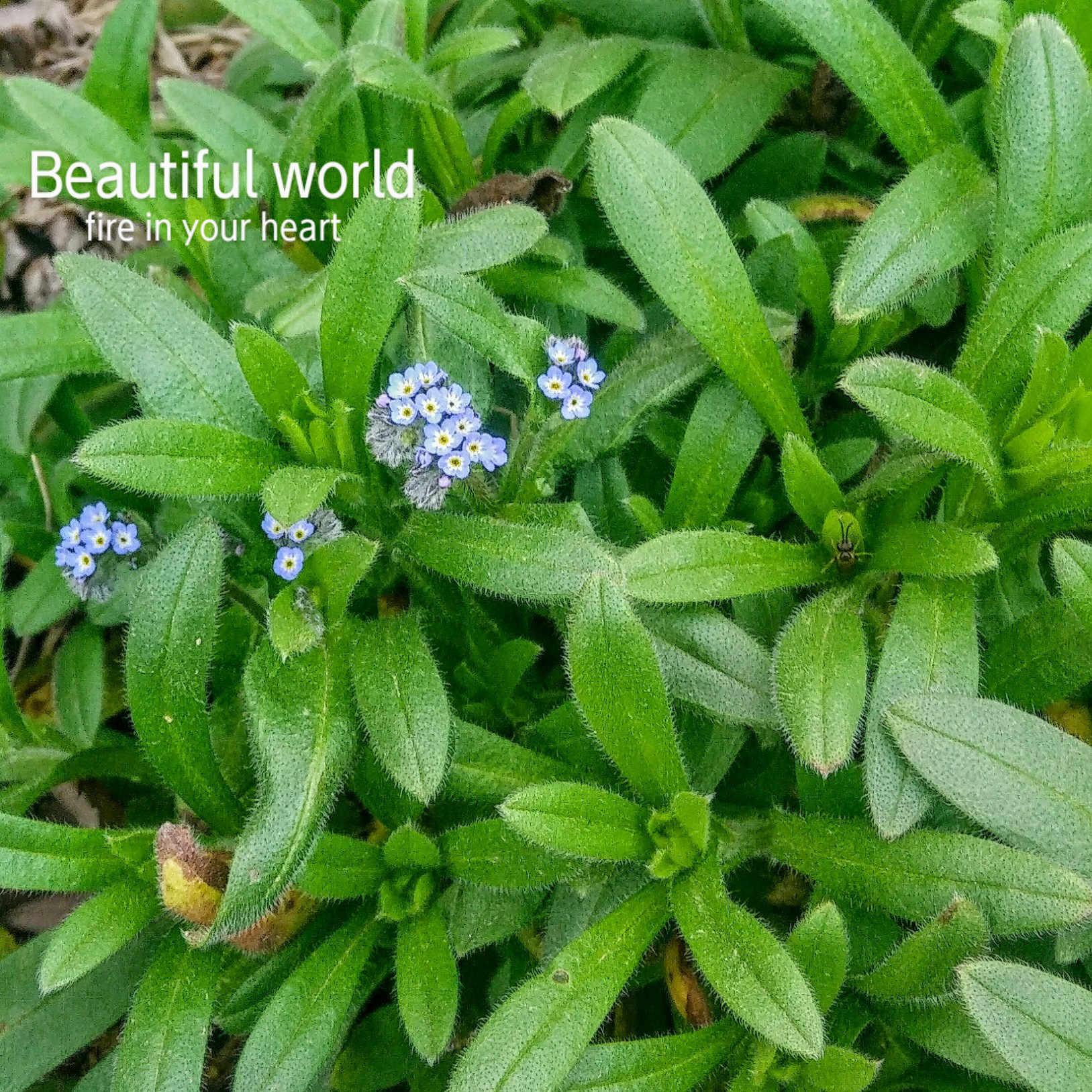 my grace  SWAROVSKI CRYSTAL