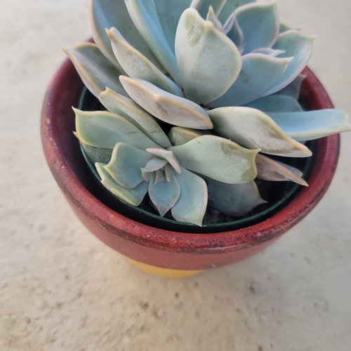 ❤️専用出品❤️リラシナ錦❤️ 葉挿しっ子抜き苗③ ❤️専用出品