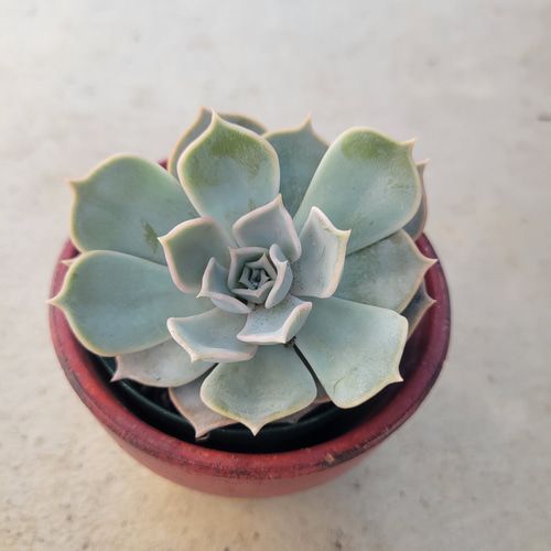 多肉植物❤リラシナ❤抜き苗 その他インテリア雑貨 ✰Pan✰ 通販