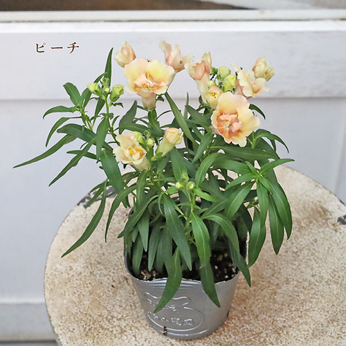 花苗 八重咲き キンギョソウ 金魚草 トゥイニー アップルブロッサム