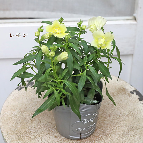 花苗 八重咲き キンギョソウ 金魚草 トゥイニー アップルブロッサム