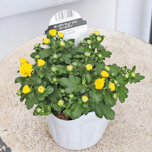 花苗 ガーデンマム ジジ コーラル イエロー オレンジ ピンク 3.5号