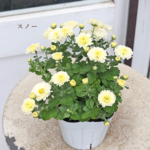 花苗 ガーデンマム ジジ コーラル イエロー オレンジ ピンク 3.5号