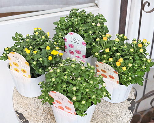 951a4977aeab88246e82b1f73fe247