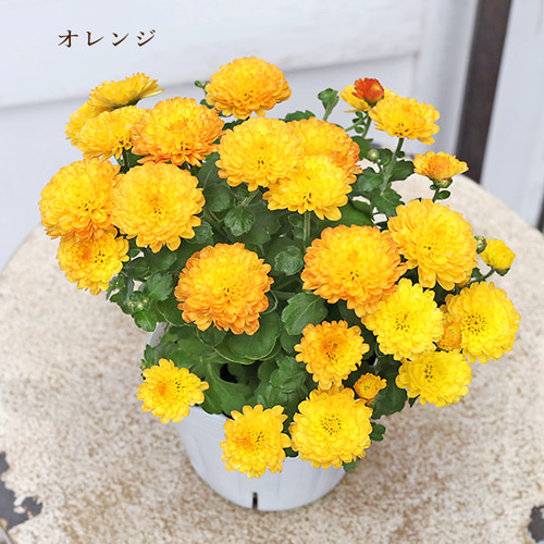 花苗 ガーデンマム ジジ コーラル イエロー オレンジ ピンク 3.5号