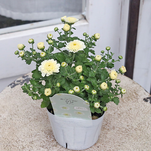 花苗 ガーデンマム ジジ コーラル イエロー オレンジ ピンク 3.5号