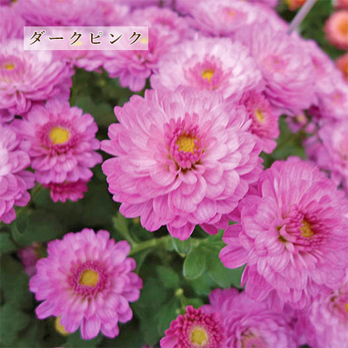 花苗 ガーデンマム ジジ コーラル イエロー オレンジ ピンク 3.5号