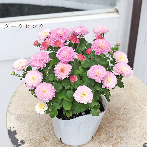 数量限定 大輪マム苗 かわいいお庭 アンティークなガーデン レア