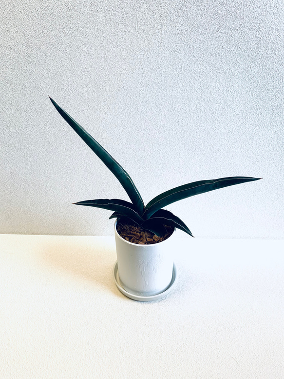 サンスベリア ロブスタブルー 希少種 鉢植え 受け皿付き 観葉