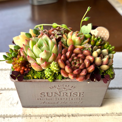 多肉植物寄せ植えセット のおすすめ人気通販 検索結果｜Creema