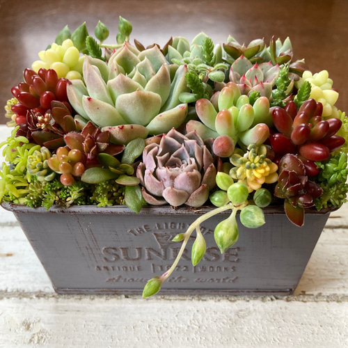 遅れてごめんね。母の日ギフト》《記念日》多肉植物 寄せ植え