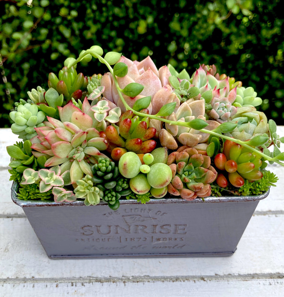 遅れてごめんね。母の日ギフト》《記念日》多肉植物 寄せ植え