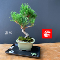 縁起の良い、黒松、鶴、亀のセット盆栽【黒松盆栽（長方角鉢）鶴