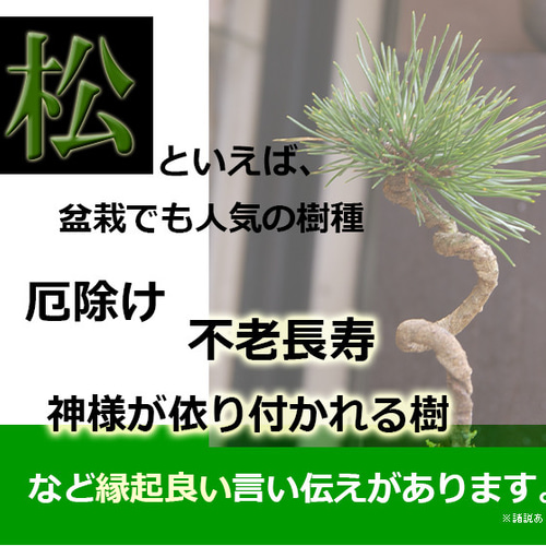 縁起の良い、黒松、鶴、亀のセット盆栽【黒松盆栽(長方角鉢)鶴 縁起の良い、黒松、鶴、亀のセット盆栽【黒松盆栽(長方角鉢)鶴