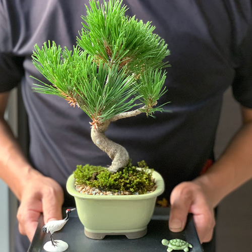 黒松 盆栽 約60cm 陶器鉢 選べる盆栽 ：黒松（モダン陶器鉢)*苔と砂付き くろまつ