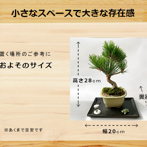 縁起の良い、黒松、鶴、亀のセット盆栽【黒松盆栽（長方角鉢）鶴