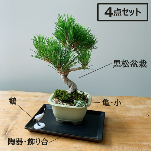 縁起の良い、黒松、鶴、亀のセット盆栽【黒松盆栽（長方角鉢）鶴