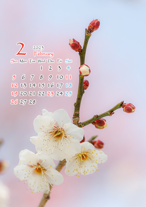 2L花カレンダー　2023年2月～梅～　172㎜x121㎜ 1枚目の画像