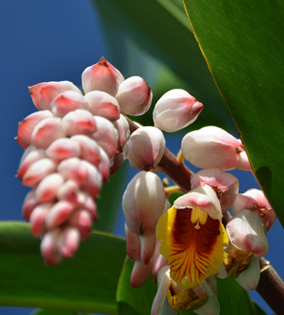なんでもユルスン　リアル　月桃の花ノ香　10ｍｌ　沖縄の花　ハーブ 3枚目の画像