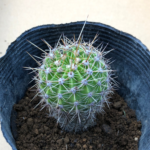 限定】サボテン エキノプシスオキシゴナ 抜き苗 1株 観葉植物 限定】サボテン エキノプシスオキシゴナ 抜き苗 1株 観葉植物