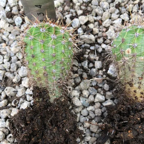 限定】サボテン エキノプシスオキシゴナ 抜き苗 1株 観葉植物