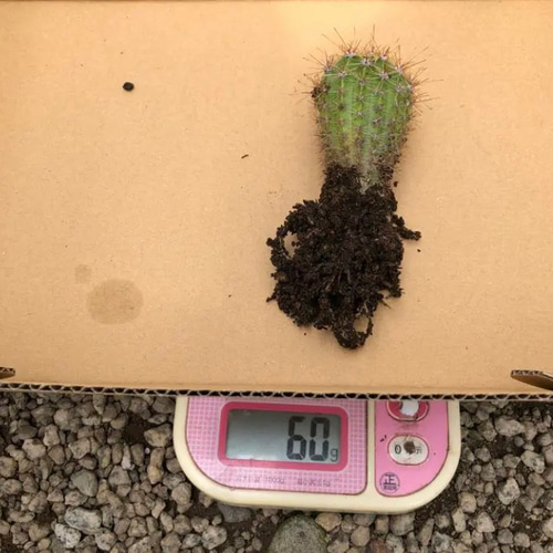 限定】サボテン エキノプシスオキシゴナ 抜き苗 1株 観葉植物 多肉植物