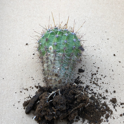 サボテン　群生　古株　検★エキノプシス・オキシゴナ 木質化【エキノプシス・オキシゴナ】※テラチップ®️配合培養土