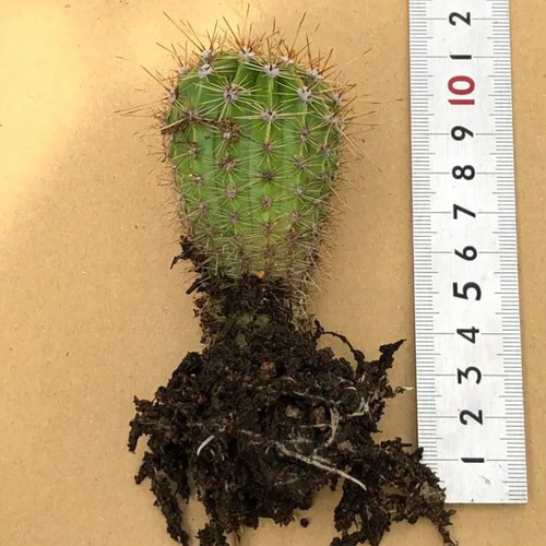 限定】サボテン エキノプシスオキシゴナ 抜き苗 1株 観葉植物 多肉植物