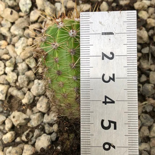 限定】サボテン エキノプシスオキシゴナ 抜き苗 1株 観葉植物 多肉植物