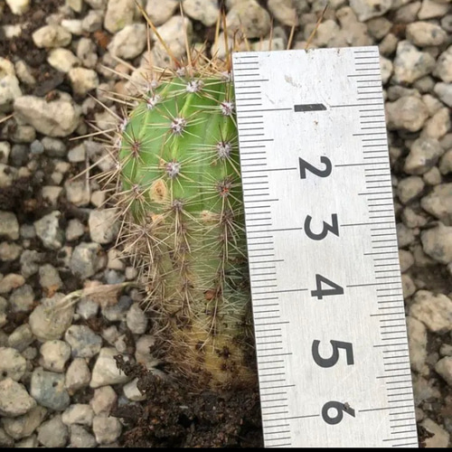 サボテン　群生　古株　検★エキノプシス・オキシゴナ サボテン”エキノプシスオキシゴナ”の蕾の様子
