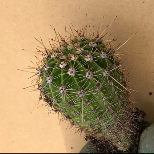 サボテン 群生 古株 検☆エキノプシス・オキシゴナ 限定】サボテン