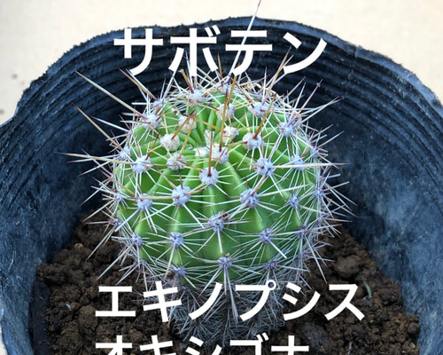 限定】サボテン エキノプシスオキシゴナ 抜き苗 1株 観葉植物 限定】サボテン エキノプシスオキシゴナ 抜き苗 1株 観葉植物