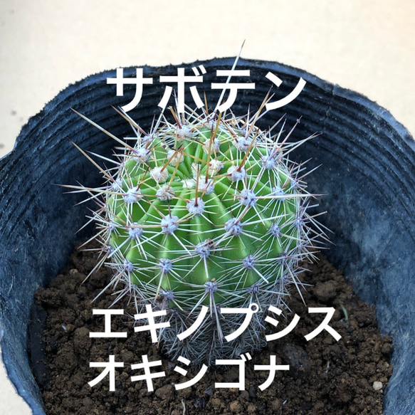 サボテン エキノシプス・オキシゴナ 旺盛丸 群生 抜き苗