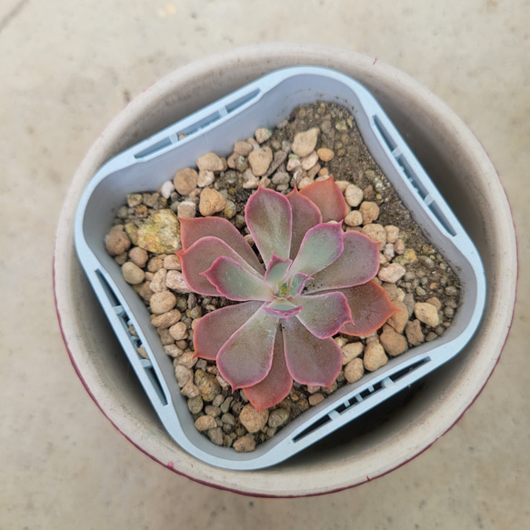 多肉植物❤ネオンブレーカーズ❤抜き苗 2枚目の画像