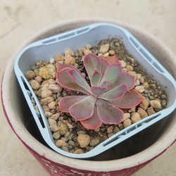 多肉植物❤ネオンブレーカーズ❤抜き苗 1枚目の画像