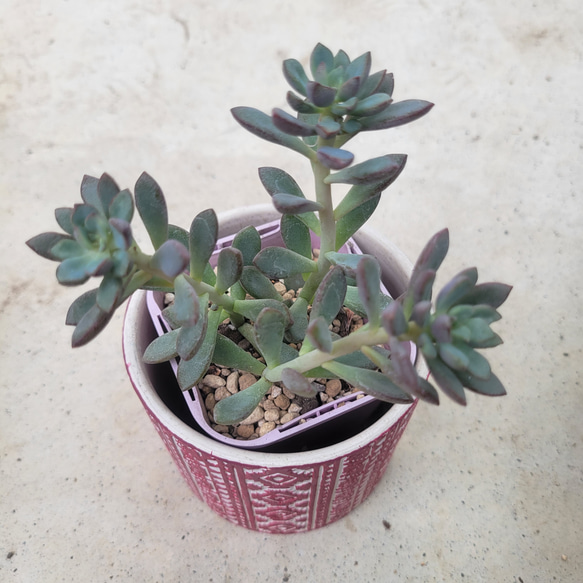 多肉植物❤パープルドリーム❤抜き苗 その他インテリア雑貨 ✰Pan 