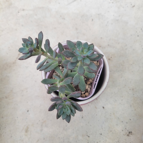 多肉植物❤パープルドリーム❤抜き苗 その他インテリア雑貨 ✰Pan 