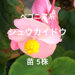 限定】シュウカイドウ ベゴニア 苗 5株 秋海棠 ヨウラクソウ 山