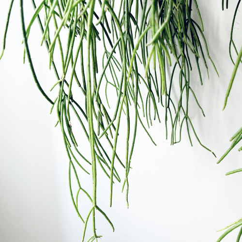 リプサリス プニセオディスカス 特大苗 観葉植物 吊り下げ calm