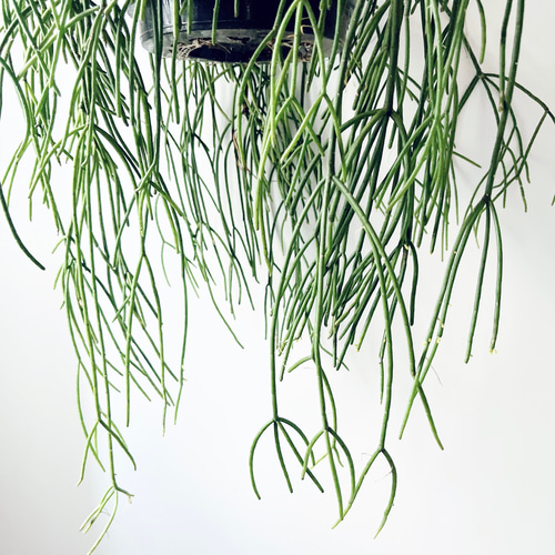 リプサリス プニセオディスカス 特大苗 観葉植物 吊り下げ calm
