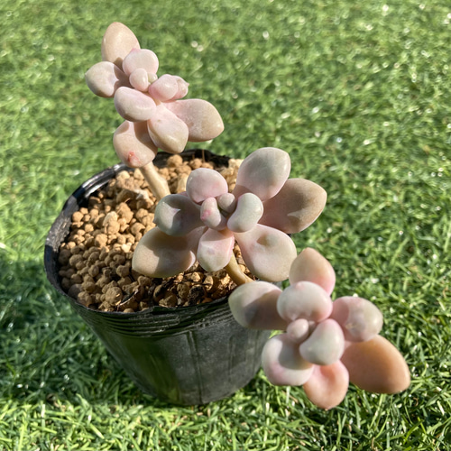 エレン カット苗 グラプトベリア 多肉植物 錦 6種 多肉植物