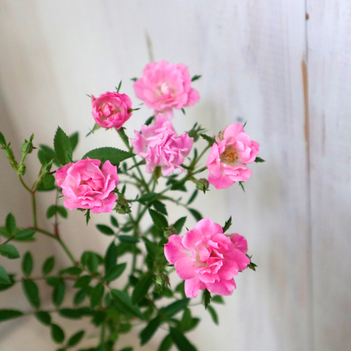 デコパージュ ꔛ‬ꕤ インテリア雑貨♡スリムほうき♡薔薇ピンク♡リメイク デコパージュ ꔛꕤ インテリア雑貨♡スリムほうき♡薔薇ピンク♡リメイク