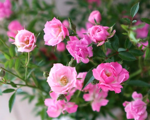 デコパージュ ꔛ‬ꕤ インテリア雑貨♡スリムほうき♡薔薇ピンク♡リメイク デコパージュ ꔛꕤ インテリア雑貨♡スリムほうき♡薔薇ピンク♡リメイク