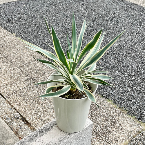 耐寒性・耐暑性あり Yucca gloriosa variegata ユッカ・グロリオサ 