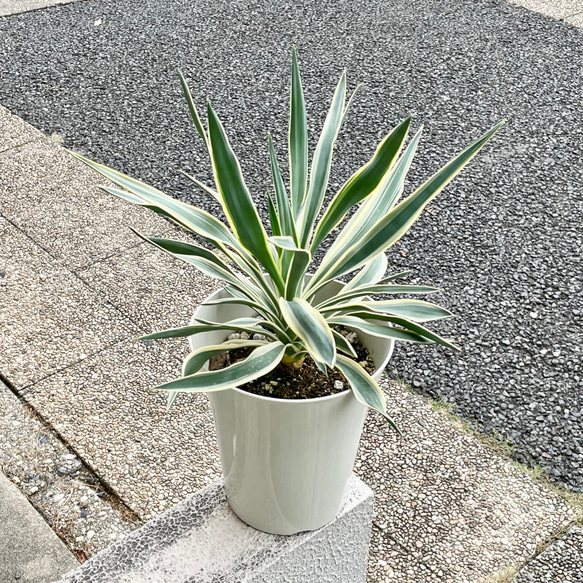 耐寒性・耐暑性あり Yucca gloriosa variegata ユッカ・グロリオサ