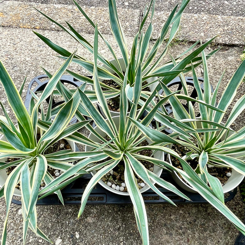 耐寒性・耐暑性あり Yucca gloriosa variegata ユッカ