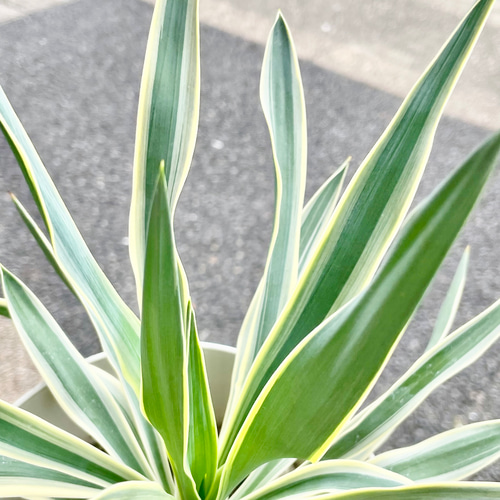 耐寒性・耐暑性あり Yucca gloriosa variegata ユッカ・グロリオサ